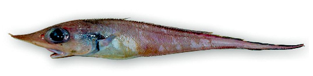 Trachyrincus scabrus_0666